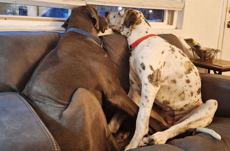Blue Great Dane and Harlequin Great Dane sitting on couch looking out window