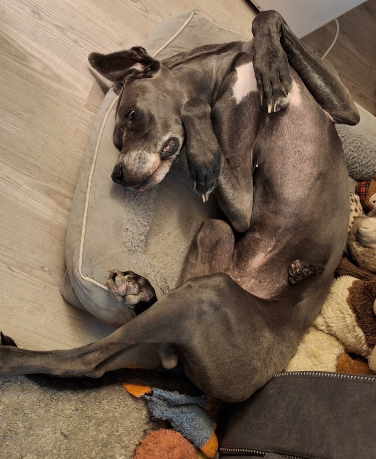 Blue Great Dane sprawled on his bed