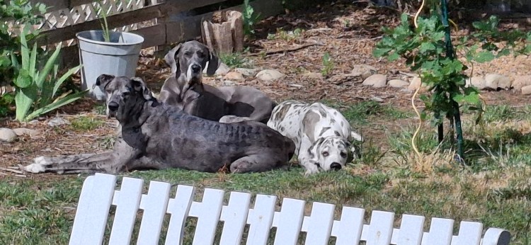 Three Great Danes lounging in the grass