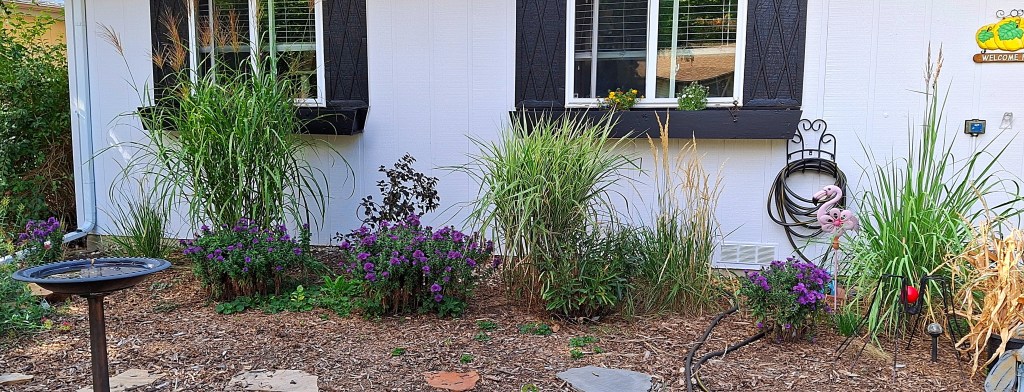Fall garden with grasses and purple asters