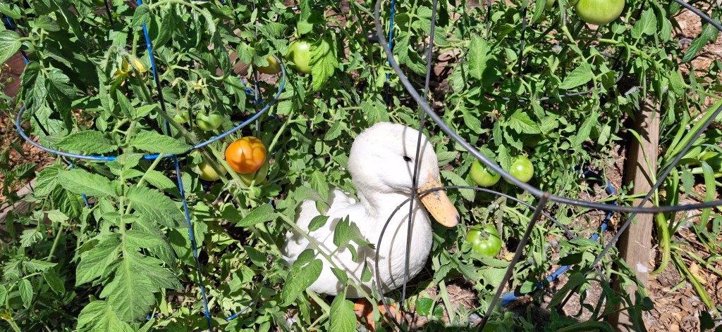 White duck in a tomato garden