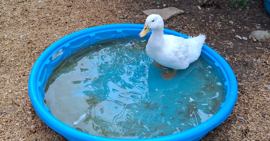White duck in a blue pool