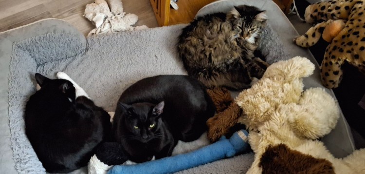 three cats on a dog bed surrounded by stuffed animals