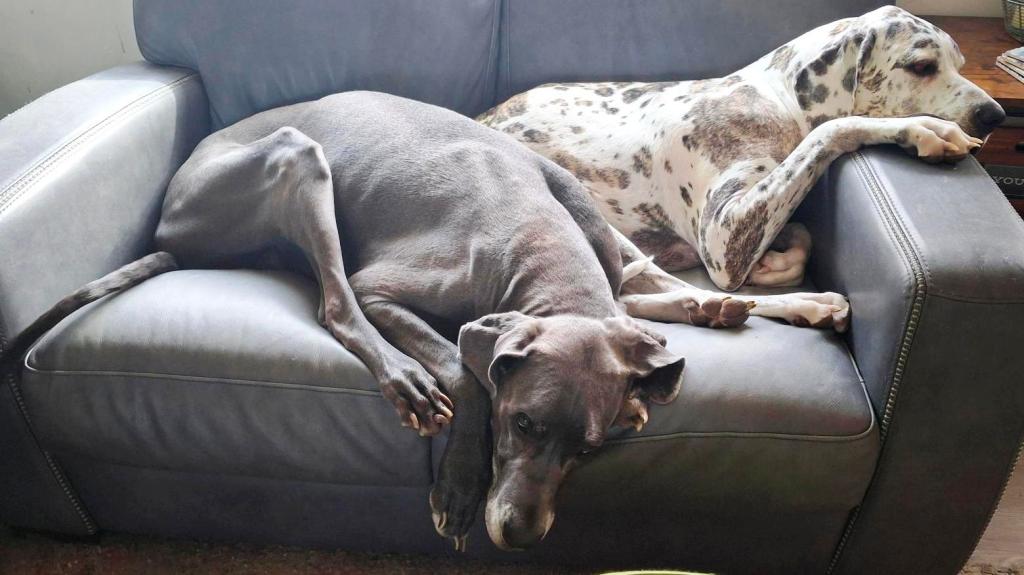 Two Great Danes sleeping on a grey couch
