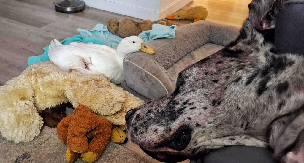 Nora the white duck sleeping on a pile of dog stuffed animals and her head resting on the dog bed. Scout, the Great Dane snoozing on the couch in the foreground