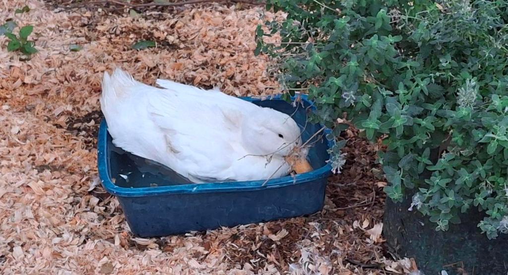 Nora the duck in a large kitty litter box filled with water