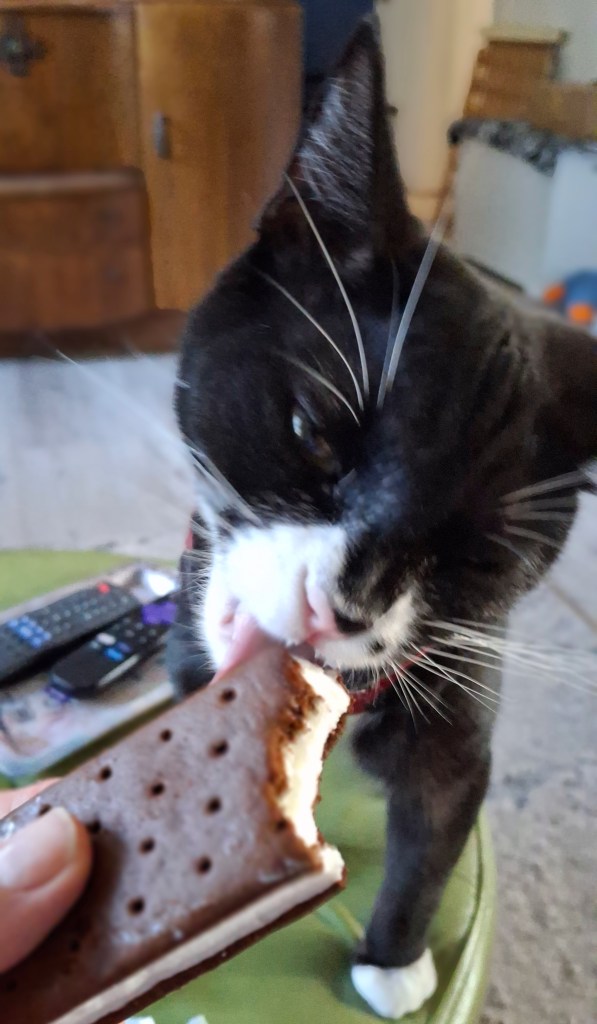 Tuxedo kitten eating ice cream bar