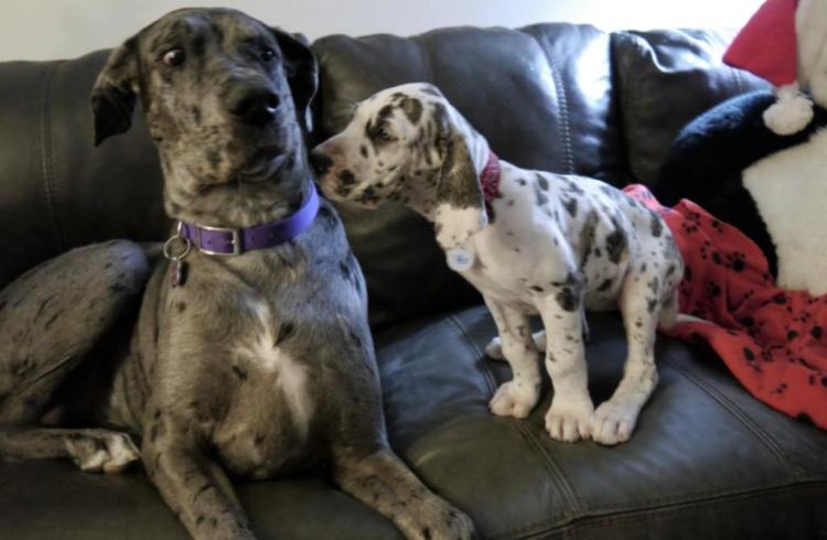 Adult Great Dane giving Great Dane puppy the side-eye on the couch