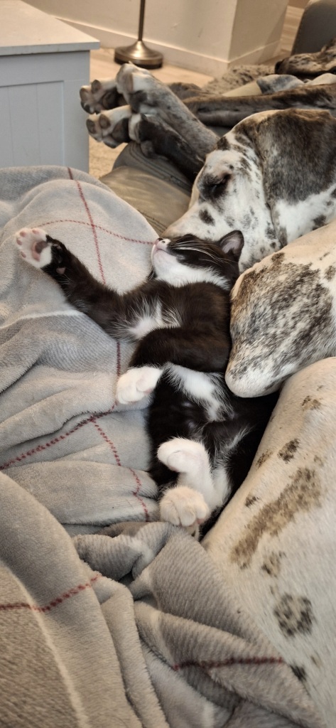 Tuxedo kitten sleeping on Great Dane