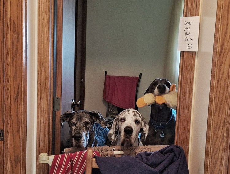 Three Great Danes behind a gate, one with a stuffed duck in his mouth. Sign says, Dogs Not For Sale