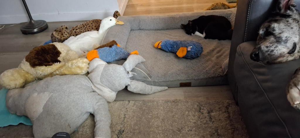 White duck sitting on the edge of the dog bed with Tuxedo cat snoozing in the dog bed