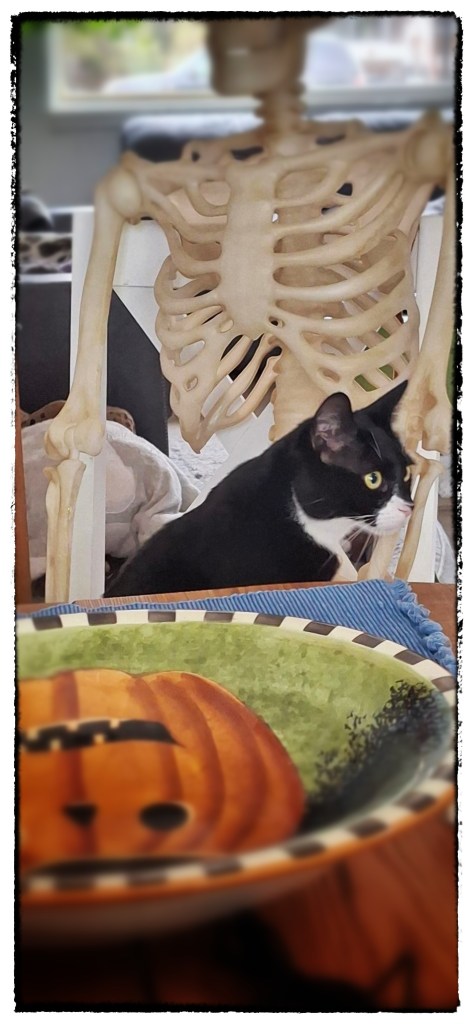 tuxedo cat sitting on the lap of a skeleton