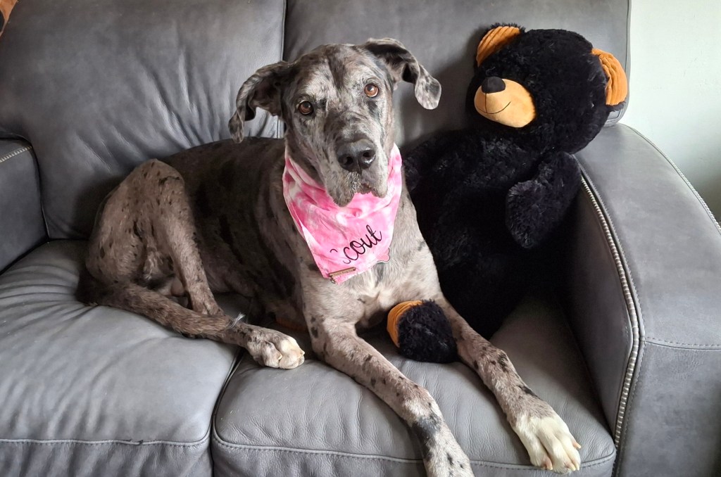 Merle Great Dane on couch with stuffed bear