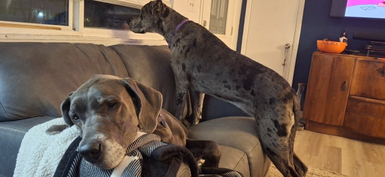 Two Great Danes waiting for trick or treaters