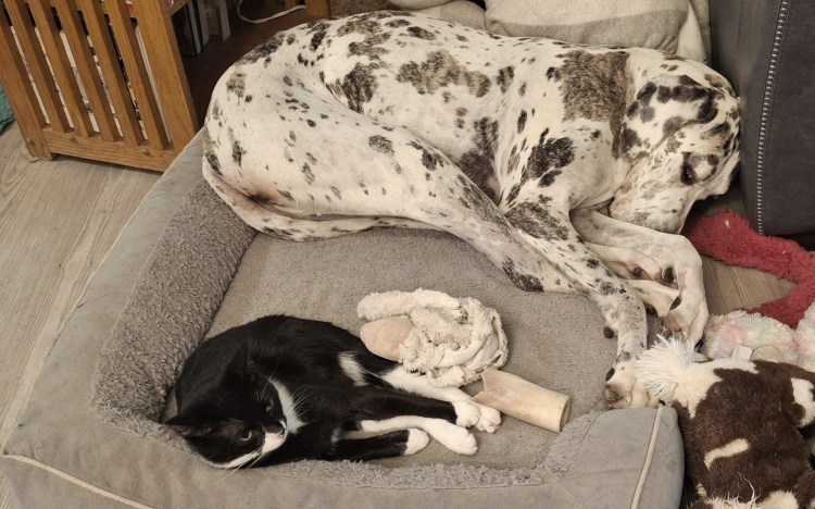 harlequin great dane and small tuxedo kitten sharing a dog bed