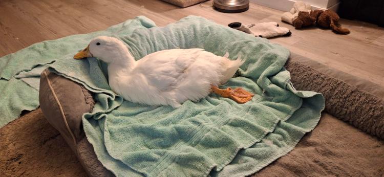White duck snoozing on the dog bed