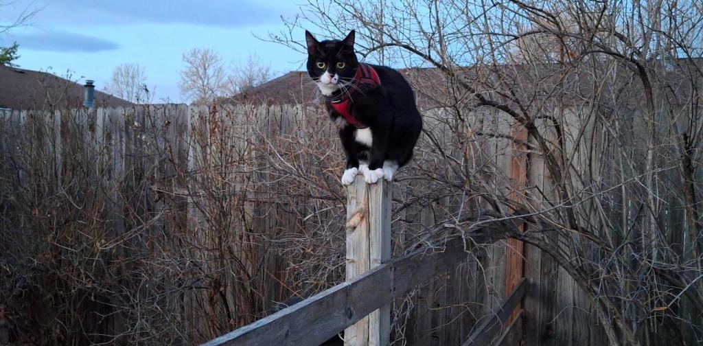 Tuxedo kitten atop a fence post