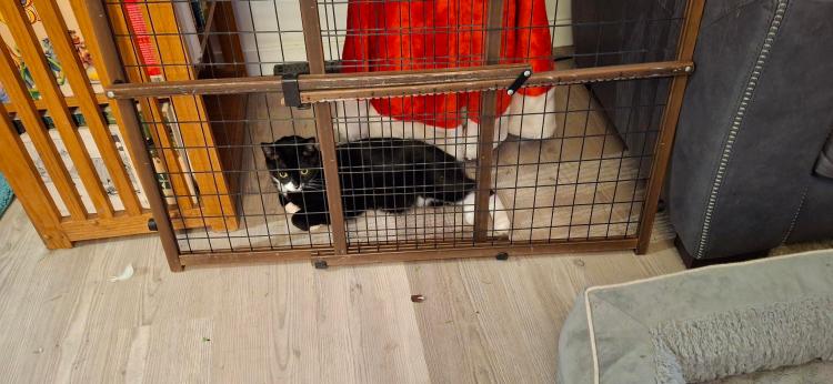 Tuxedo cat sitting behind the baby gate by the tree