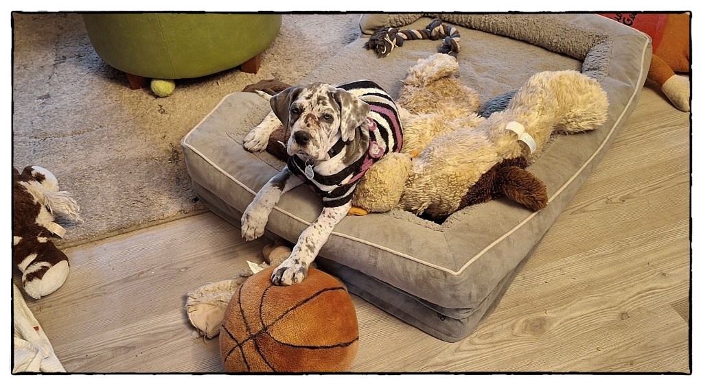 Great Dane puppy on a dog bed holding a stuffed basketball