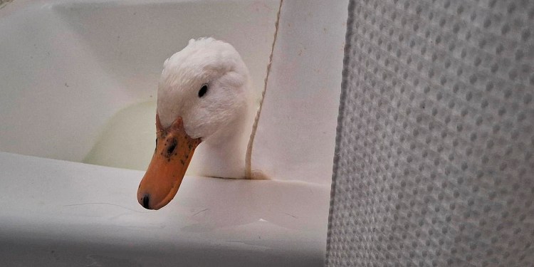 White duck in the bathtub