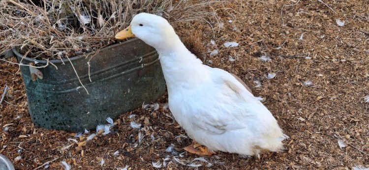 White duck outside in yard