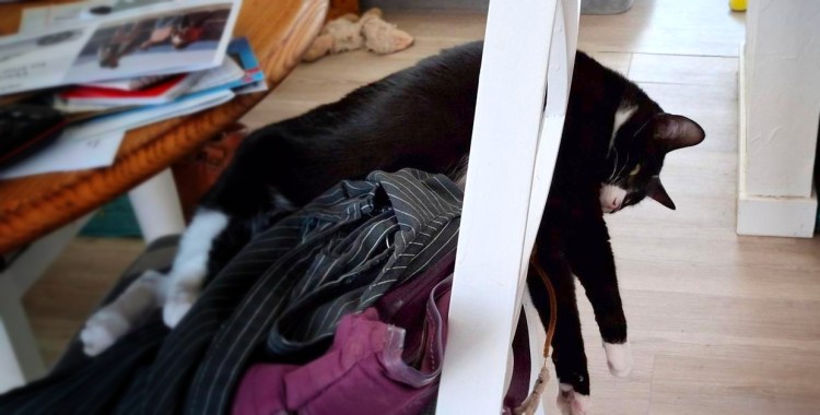 tuxedo cat stretched out through chair rails