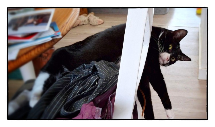 tuxedo cat stretched out through chair rails give side eye
