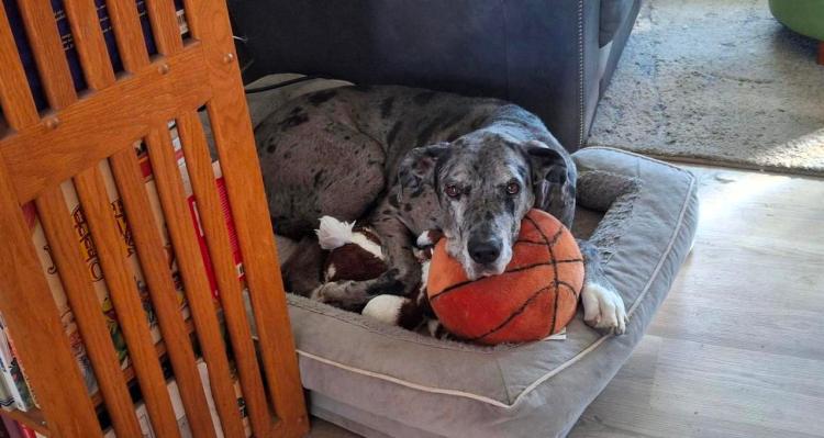 Silver Merle Great Dane resting her head on a stuffed basketball