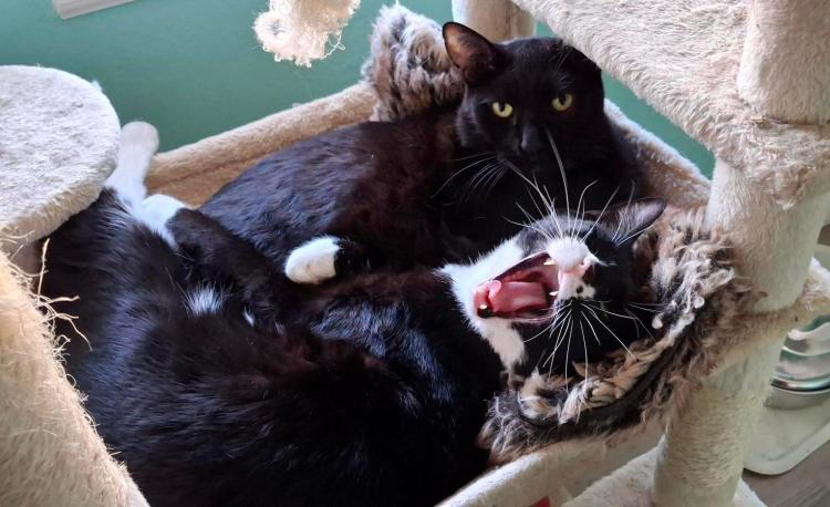 Black house panther and tuxedo kitten meowing as they snuggle in the cat tree sling together snuggling
