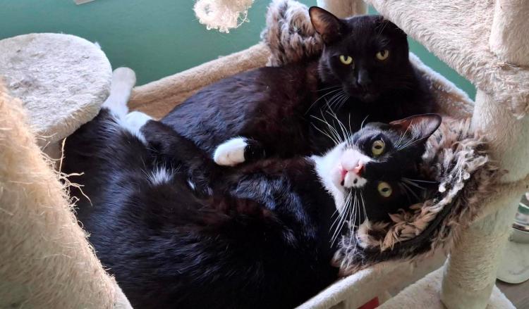 Black house panther and tuxedo kitten in cat tree sling together snuggling