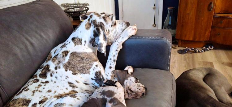 Spotted Great Dane sleeping with Spotted Great Dane puppy