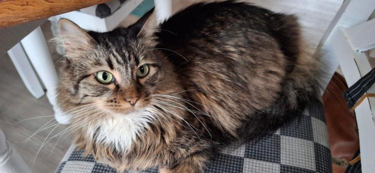 Stunning Maine Coon mix female on a black checker chair