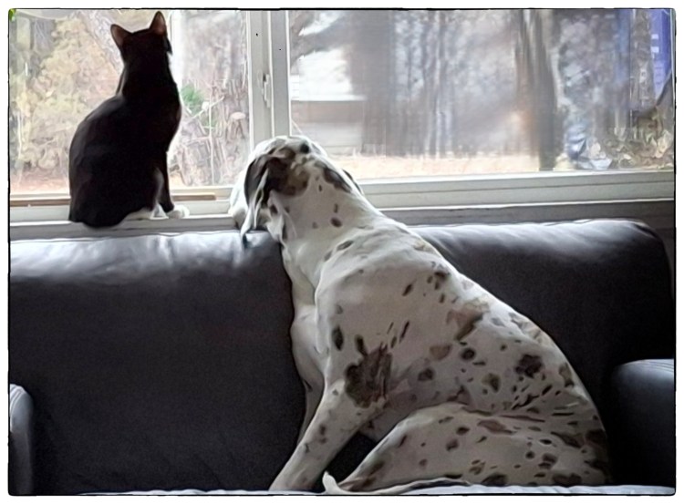Tuxedo cat and Harlequin Great Dane on their Neighborhood Watch shift