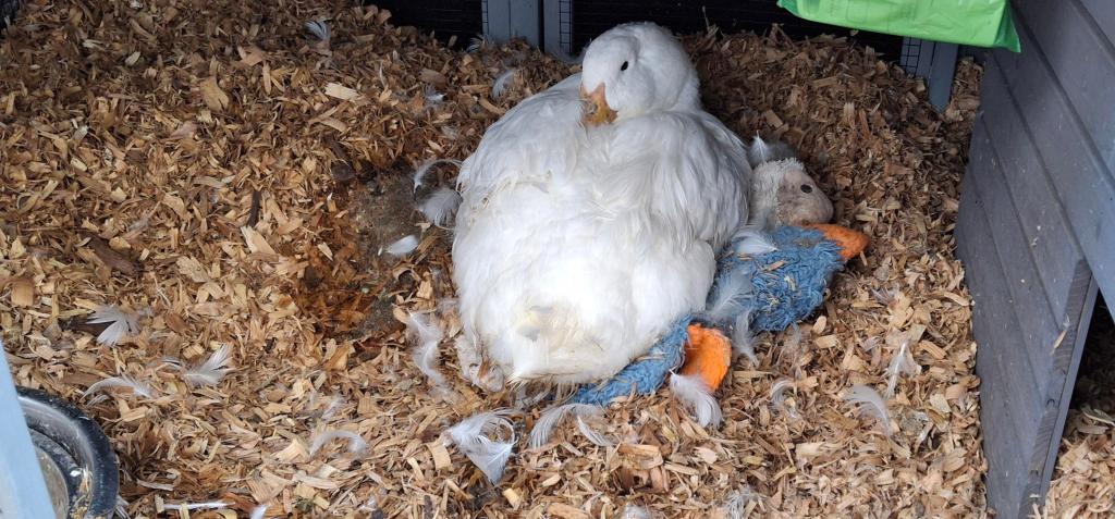 White duck lying on stuffed animals and wood chips in a coop