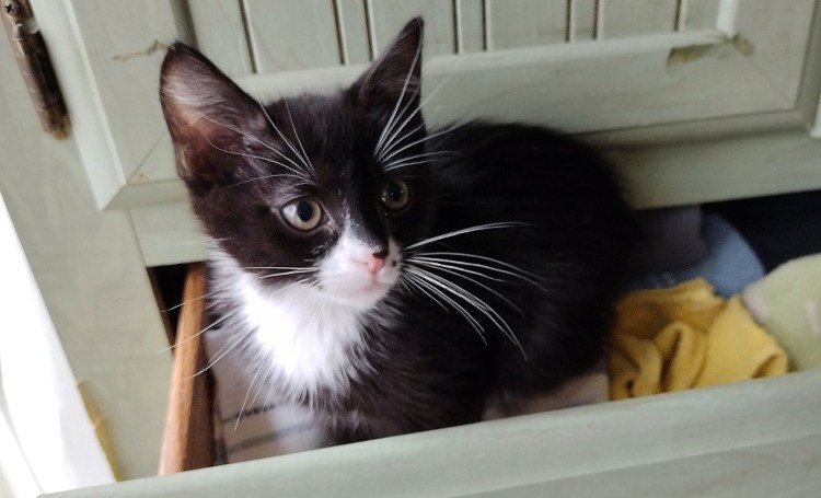 Tuxedo kitten in a drawer