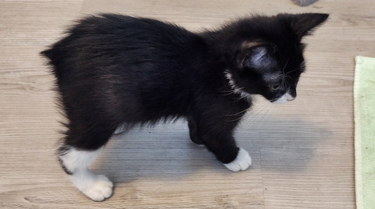 Tiniest of tuxedo Manx kitten