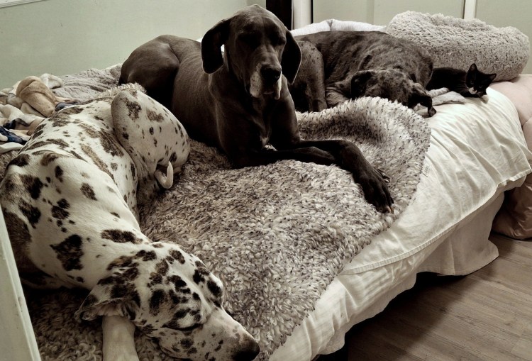 Look close, three Great Danes and one 8 week tuxedo kitten on a bed
