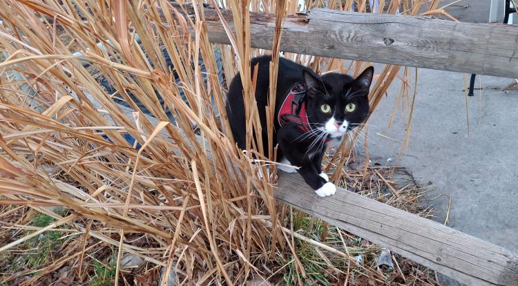 Tuxedo kitten walking the fence rails