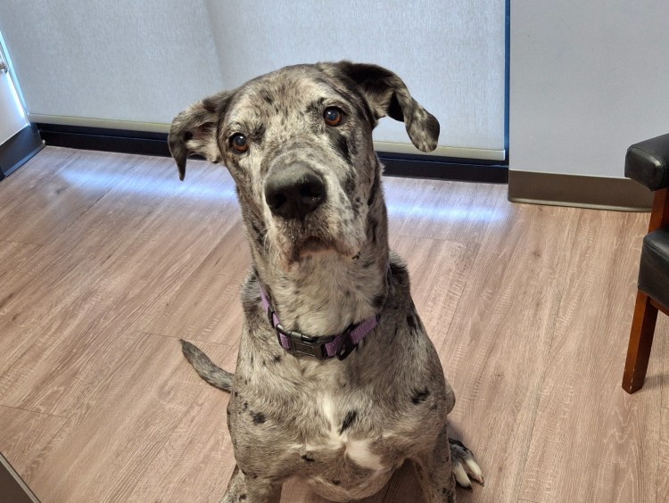 Silver merle Great Dane sitting pretty wondering where her treat is