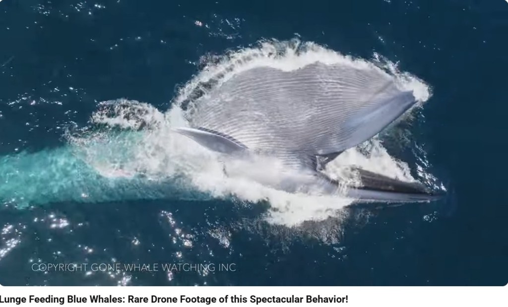 Screen shot from the YT video of a Blue Whale feeding