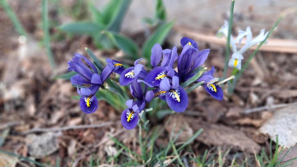 Iris reticulata purple iris flowers with yellow centers