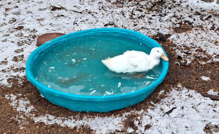 White duck in a blue pool surrounded by a dusting of snow