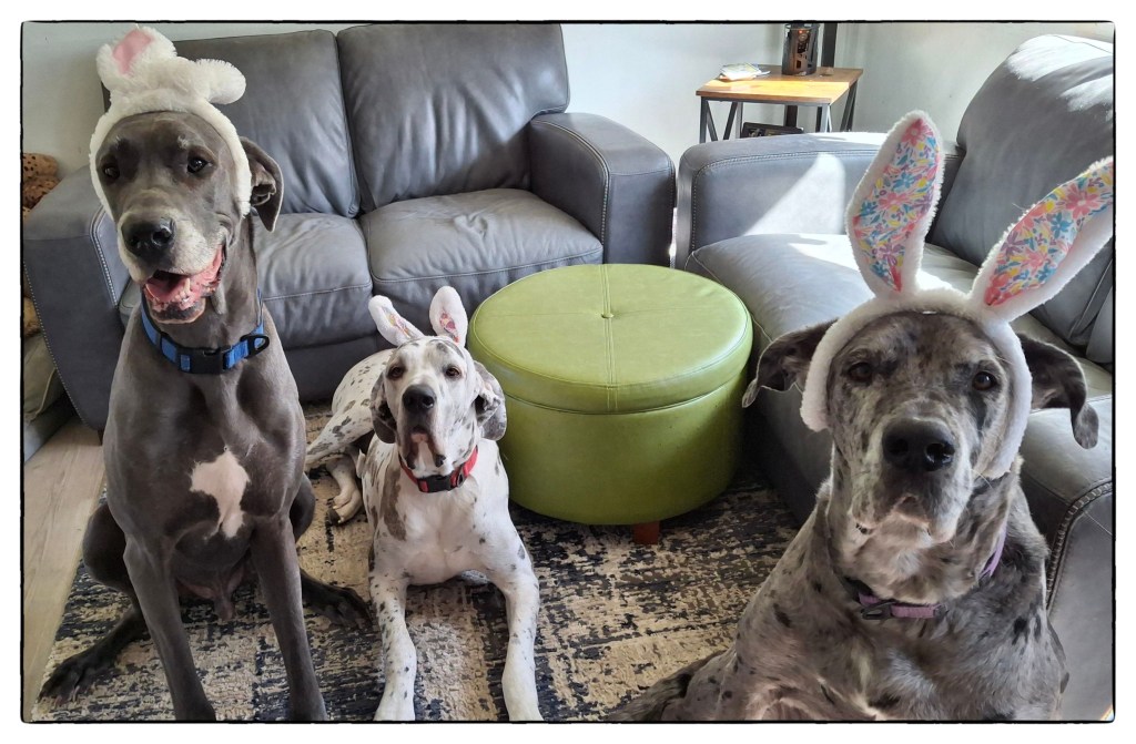 Three Great Danes in bunny ears