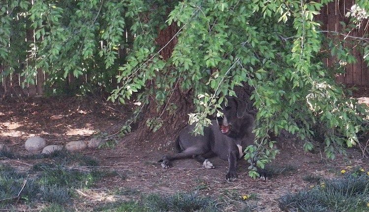 Blue Great Dane sitting under a big tree