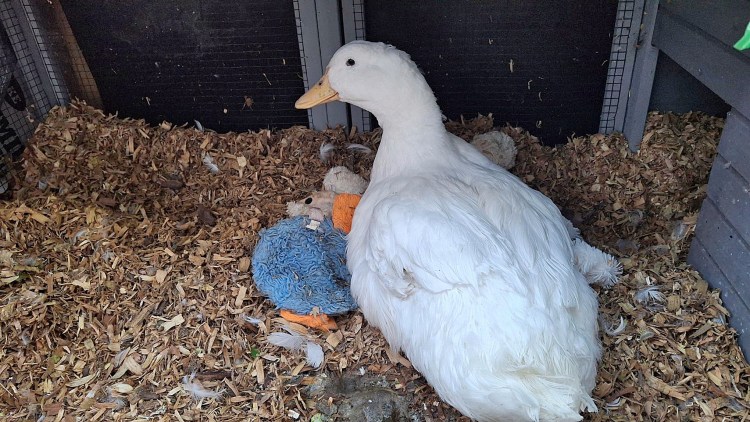 White duck sleeping with stuffed animals
