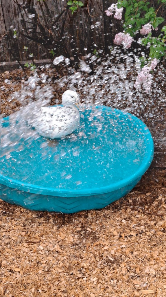 White duck, blue pool, getting a shower