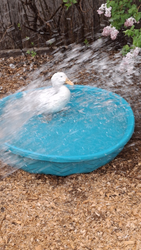 White duck, blue pool, getting a shower