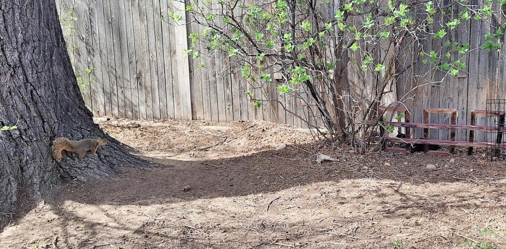 backyard with a squirrel in a tree and a very camouflaged black cat