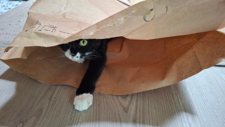 Tuxedo kitten in a paper bag