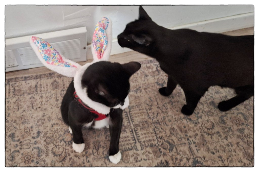 Two black cats, one with bunny ears on this back, the other sniffing the ears